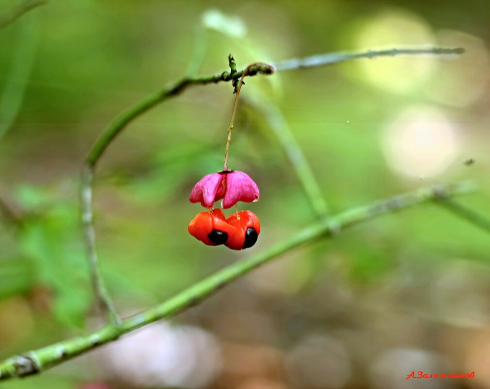 Уже осенние мотивы... - Андрей Заломленков Уже осенние мотивы... - Андрей Заломленков