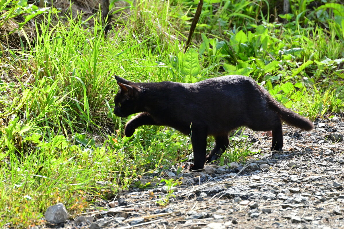 На охоте - Владислав Левашов