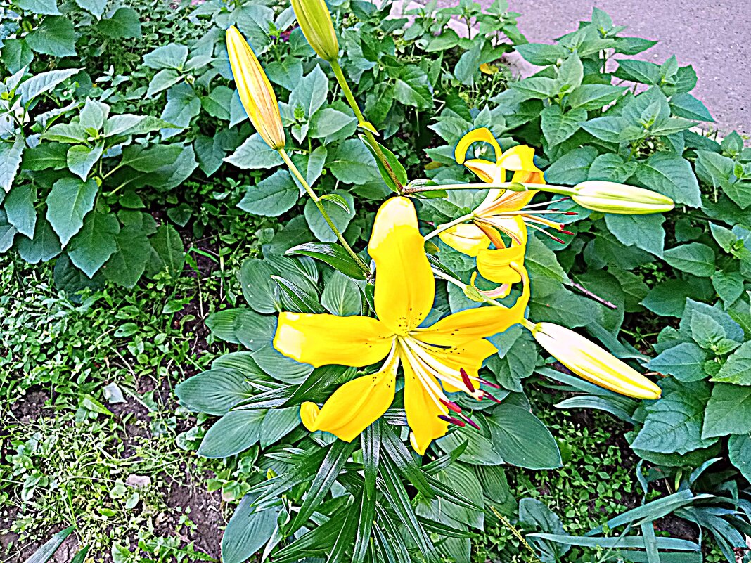 Цветы. - Владимир Драгунский