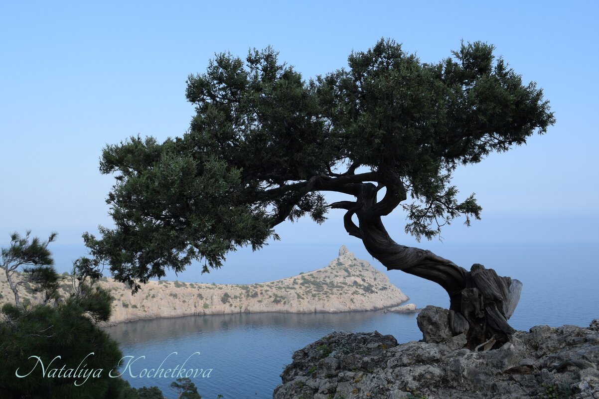 Природа Крыма - Amazing Cosmea