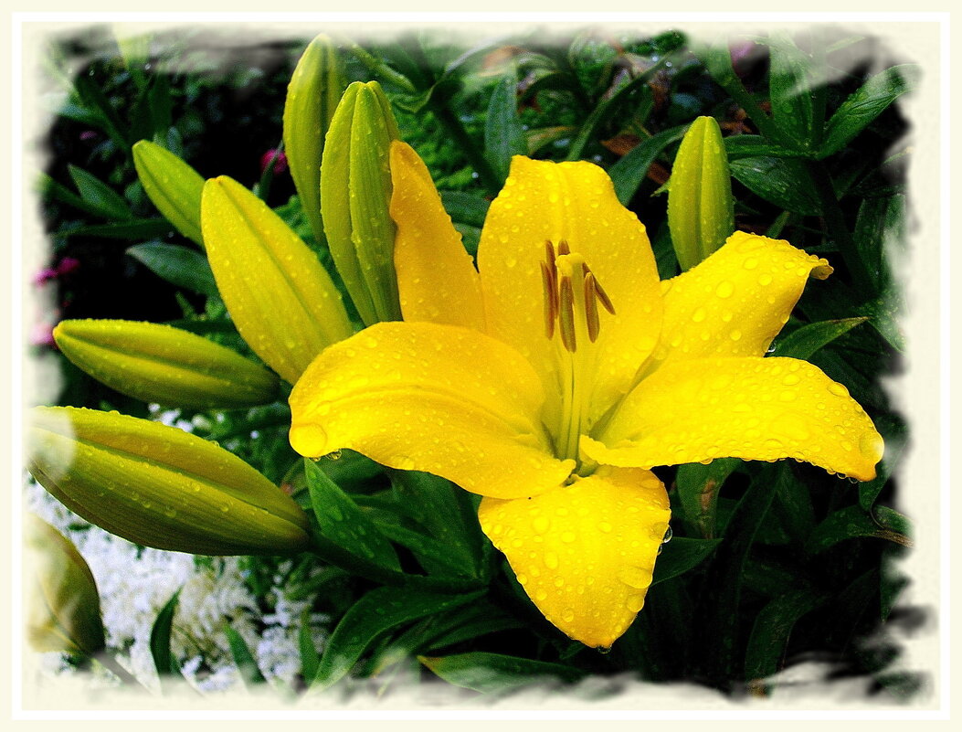 Лилия после дождя. - Лия ☼