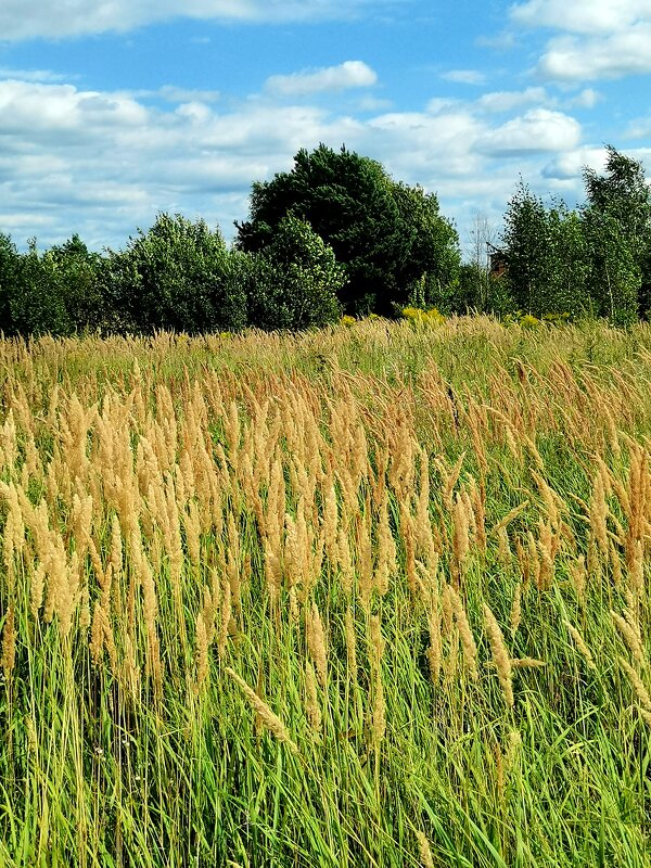 Подмосковье - Любимова Ольга 