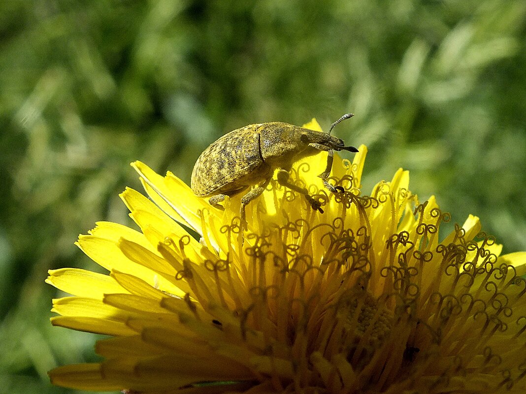 **** - Зоя Мишина