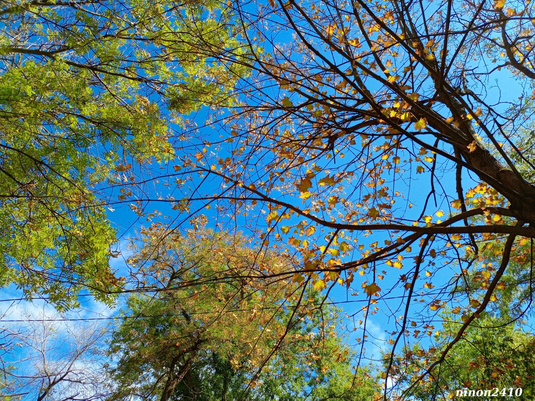 Скоро осень... - Нина Бутко Скоро осень... - Нина Бутко