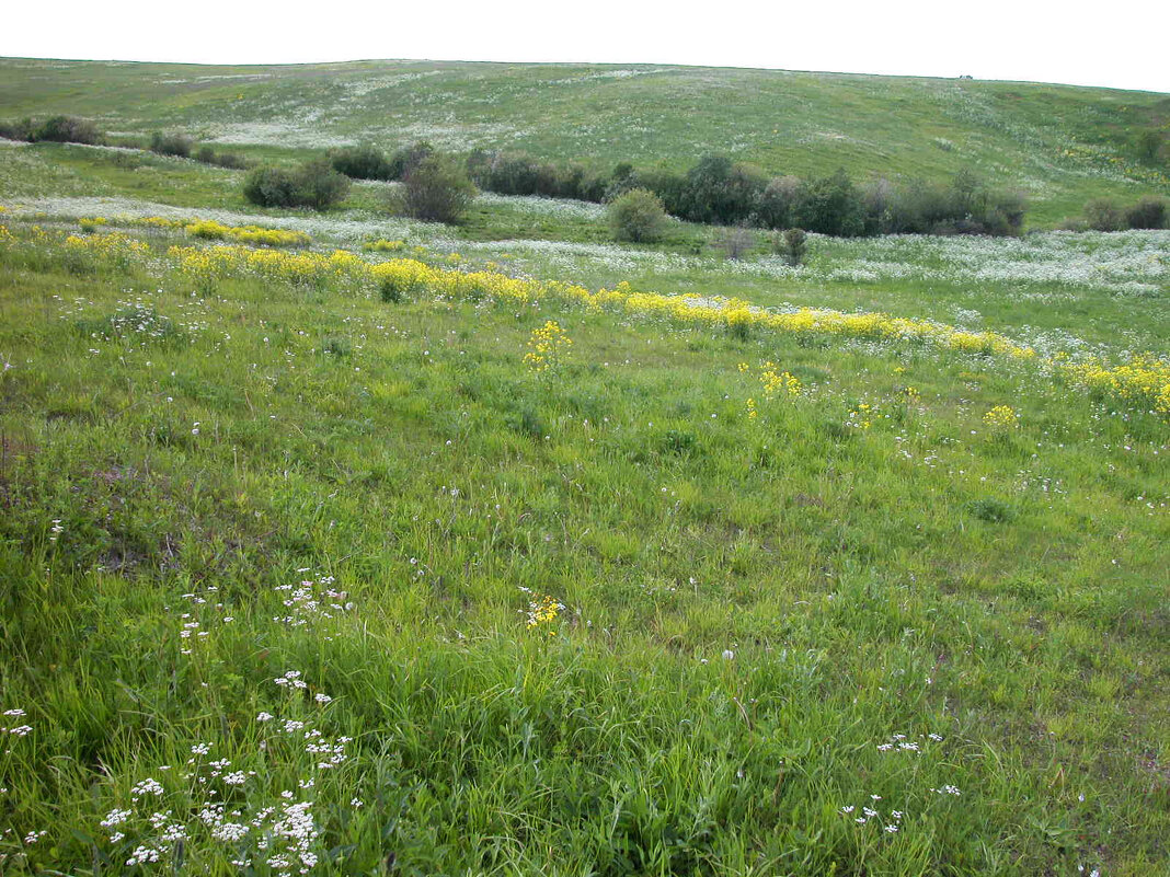 Ромашковые дали... - Наталья Лунева 