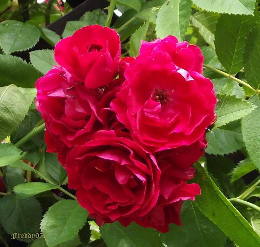 Розы - Freddy 97
