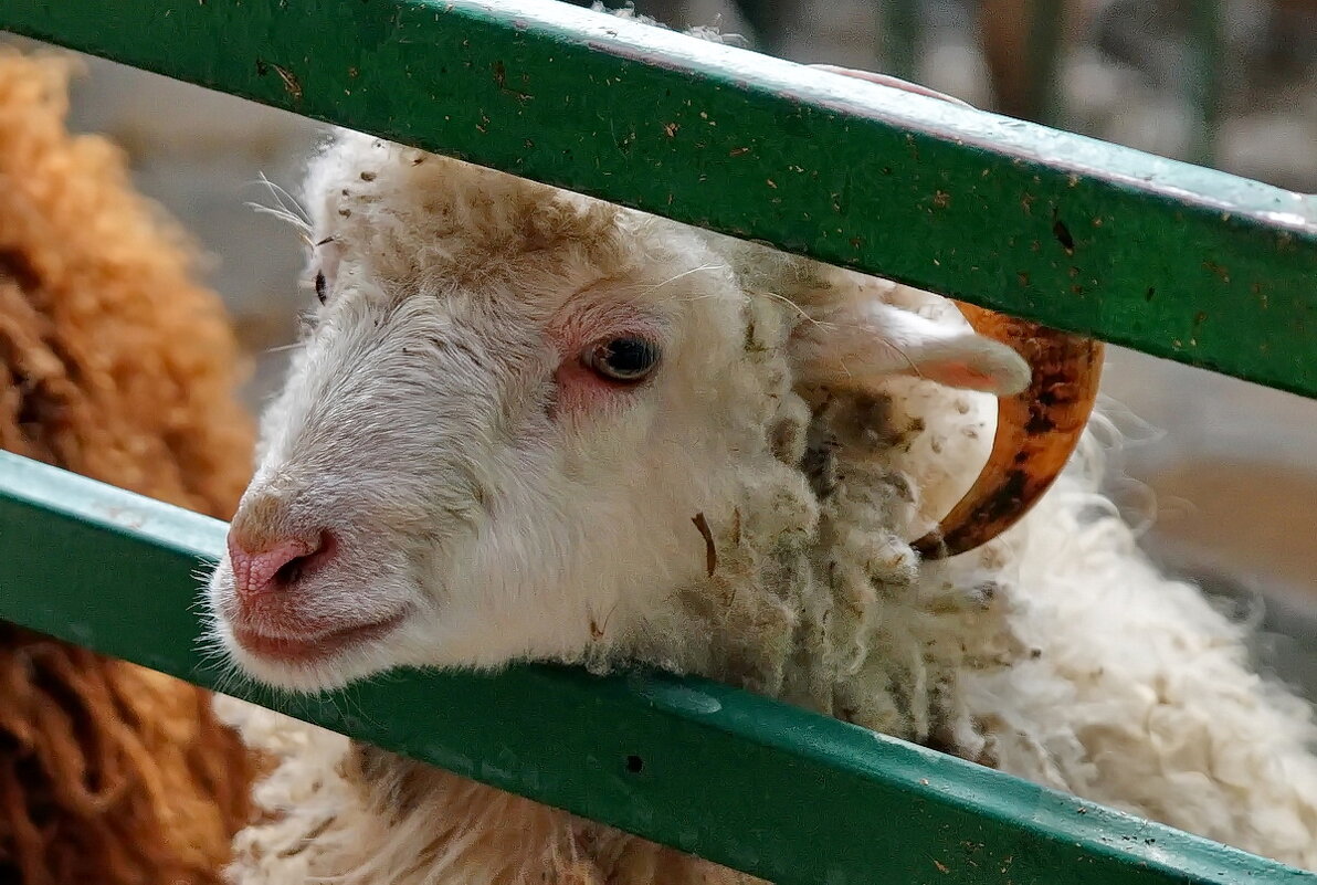 " Сафари парк " г.Геленджик... - Николай Саржанов " Сафари парк " г.Геленджик... - Николай Саржанов