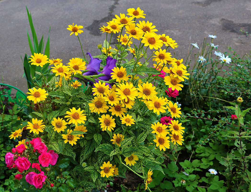 Красота у дома - Светлана 