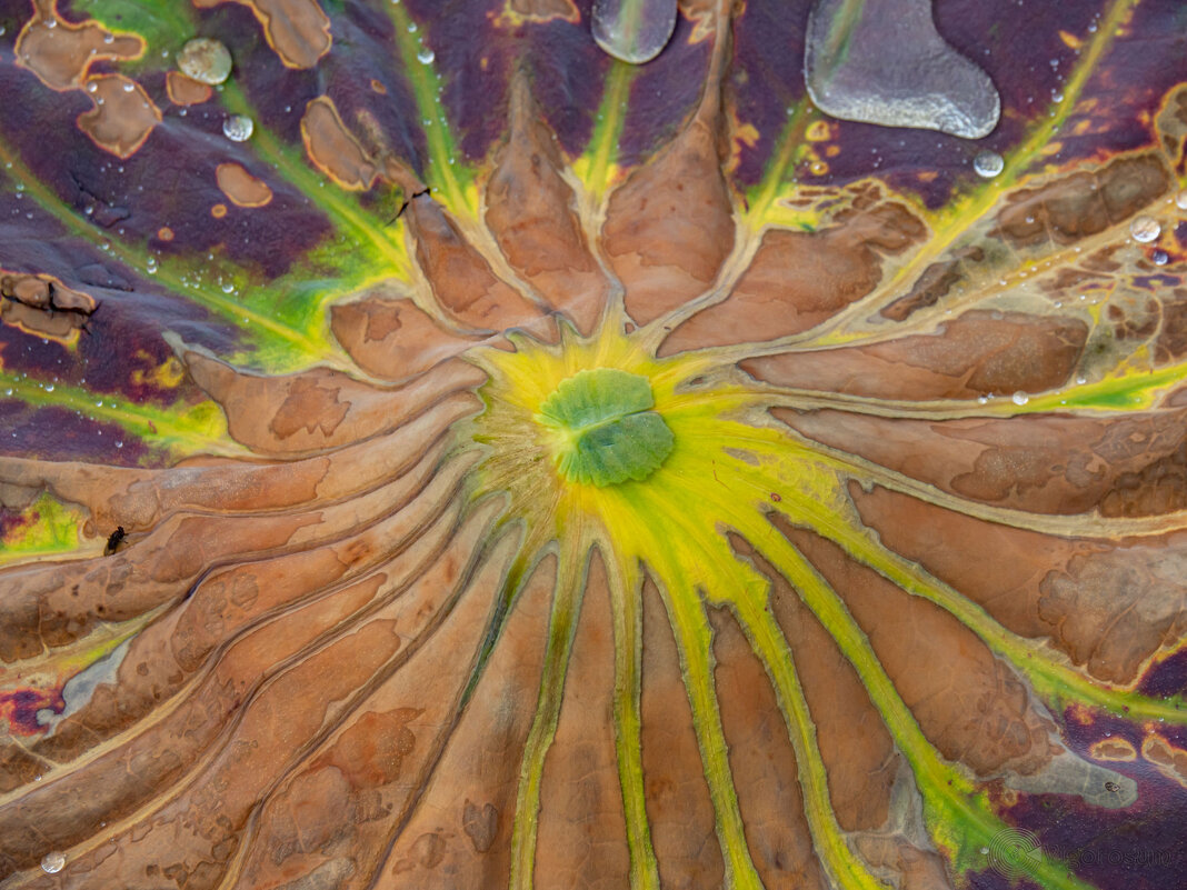 Лист лотоса - Игорь Волков