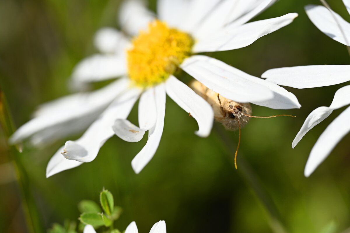 Совка из под ромашки - Ольга 
