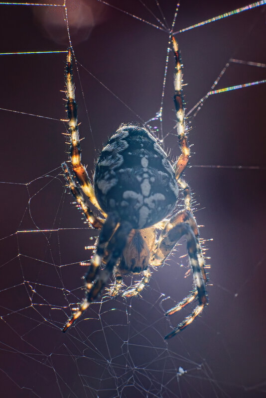 Паучок - Михаил Соколов Паучок - Михаил Соколов