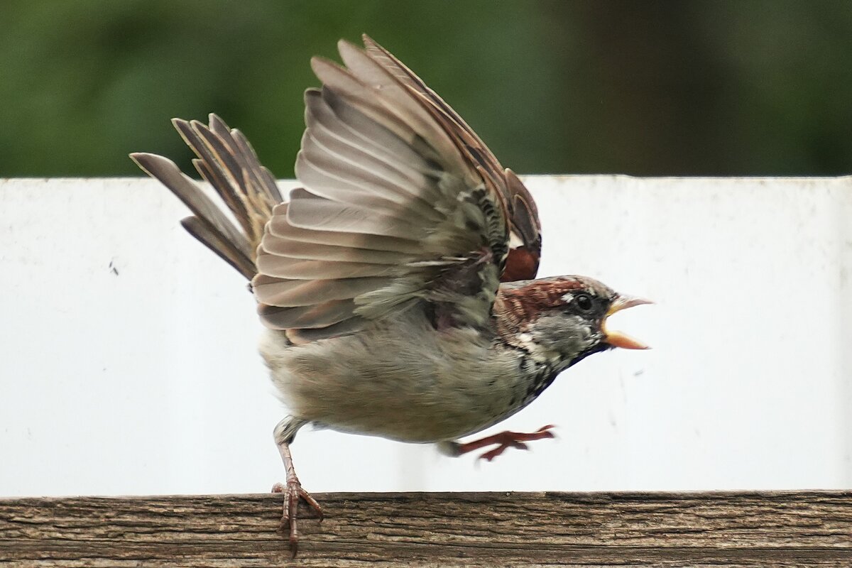 Решительный - Павел Fotoflash911 Никулочкин
