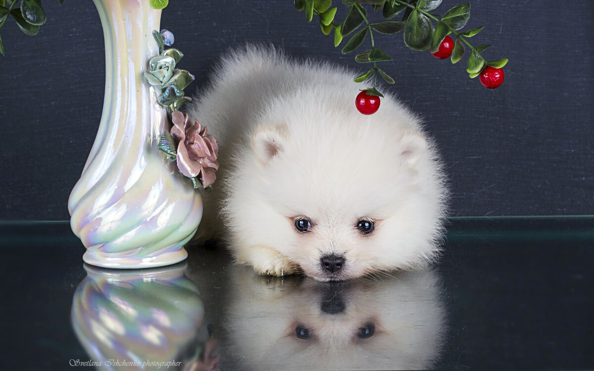 Померанский шпиц – крохотный непоседа с миловидной мордашкой - Светлана Ищенко