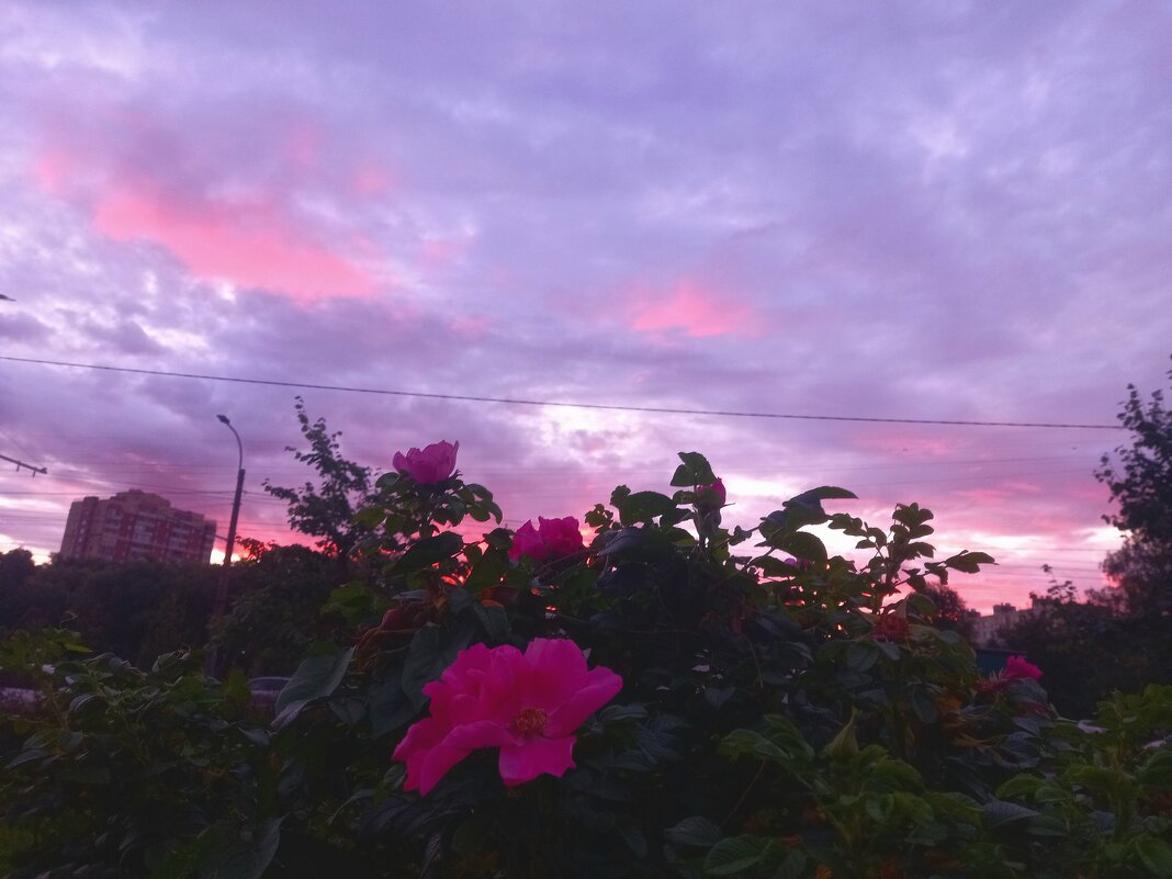 Рассвет - Сапсан 