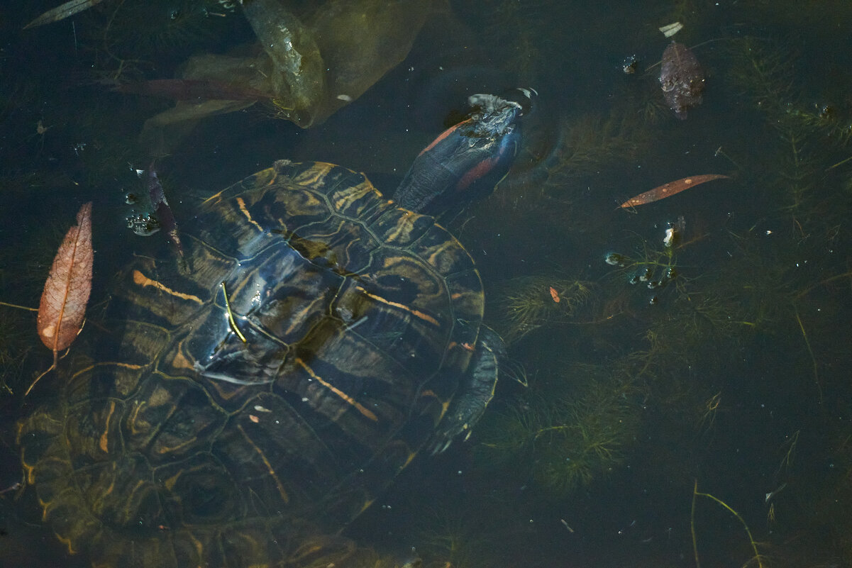 плавчиха - Александр Леонов