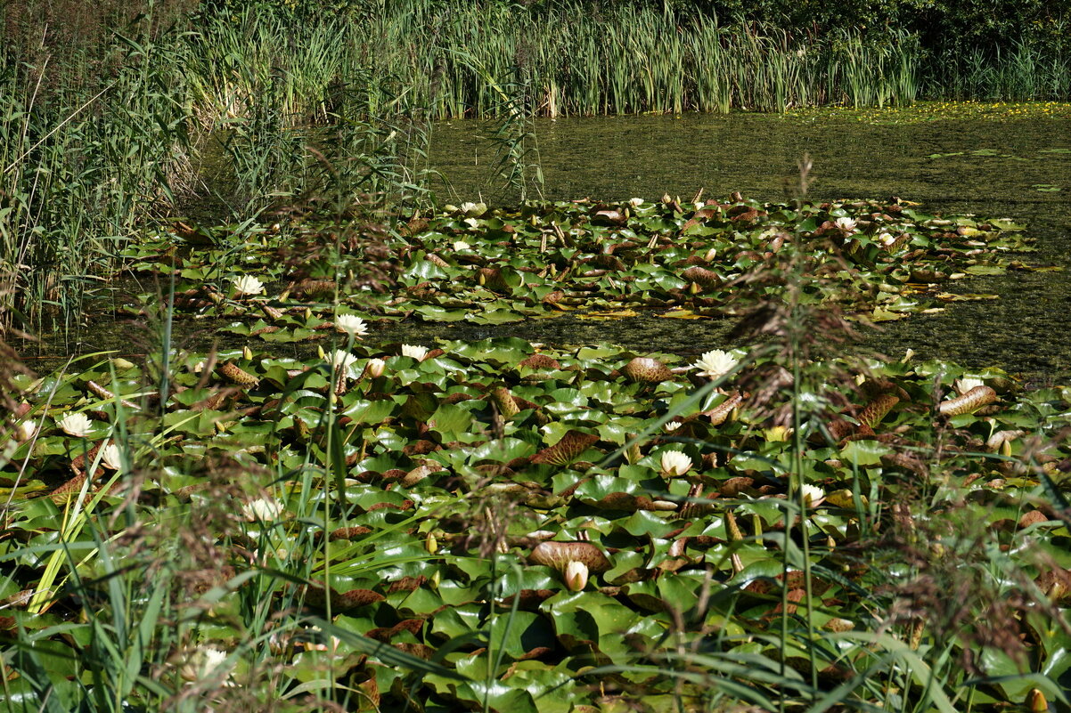 Цветочная поляна. - Олег Чернов