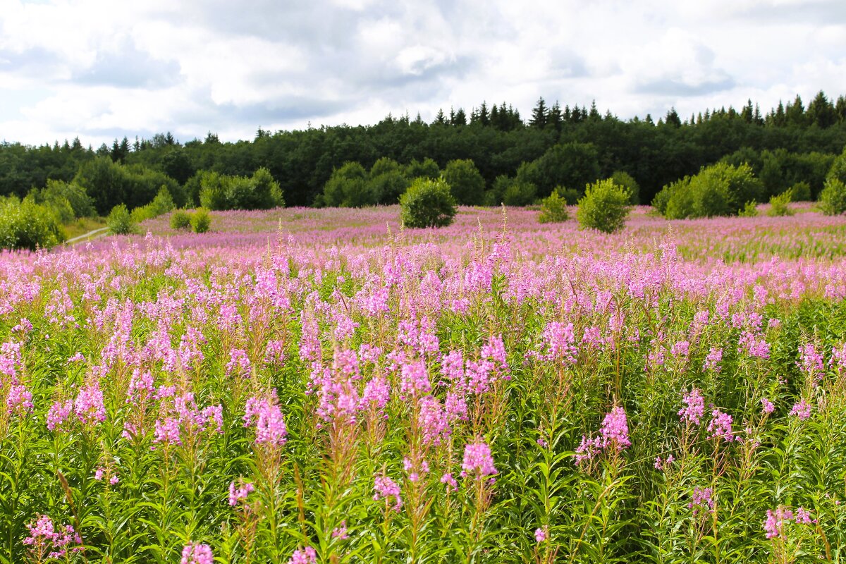 Море иван-чая - Хватова Марина 