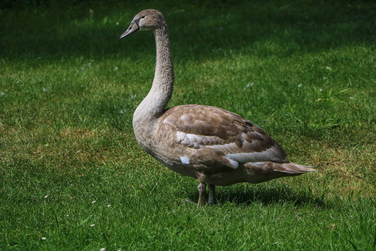 Одиночка - Waldemar F.