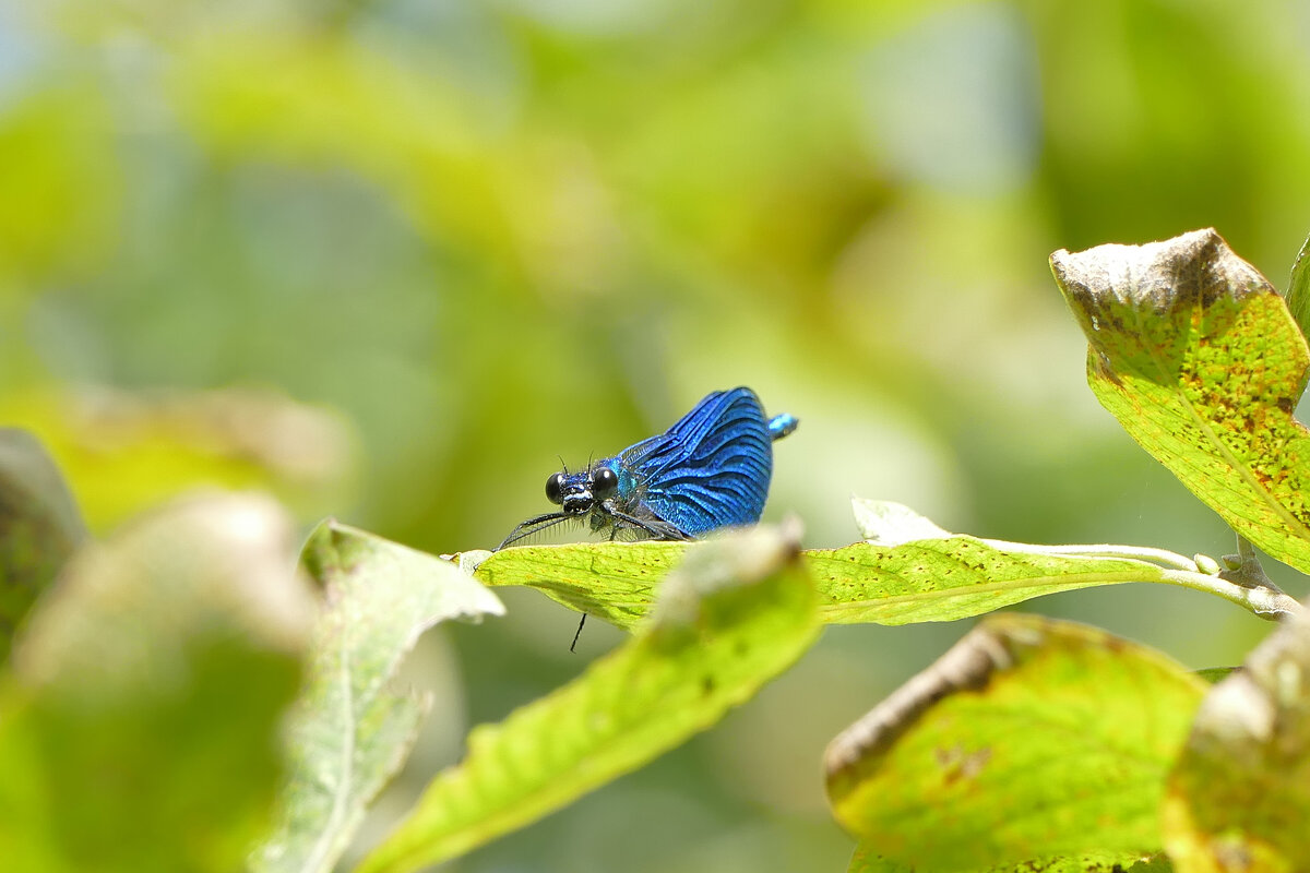 про стрекоз 2 - Александр Прокудин