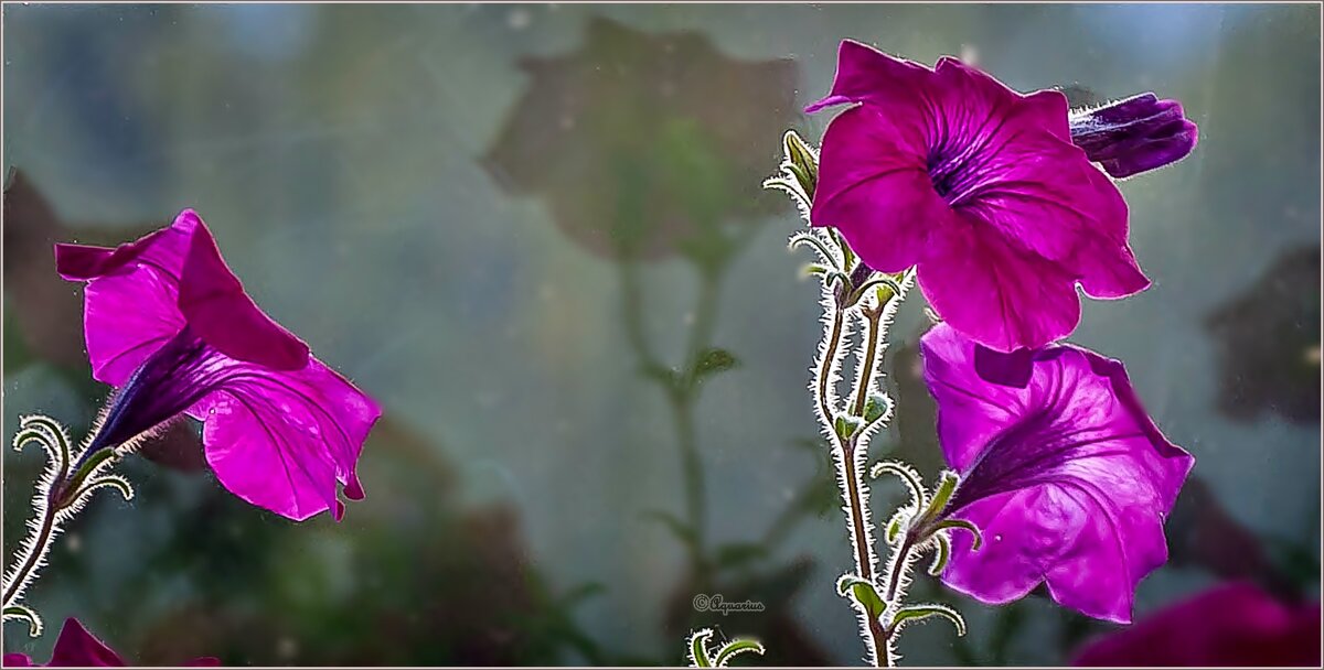 Вечерело - Aquarius - Сергей