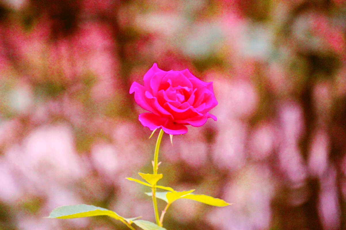 Роза - Сергей Кочнев