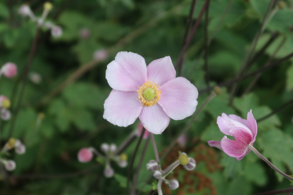 Ветреница - Дмитрий И_