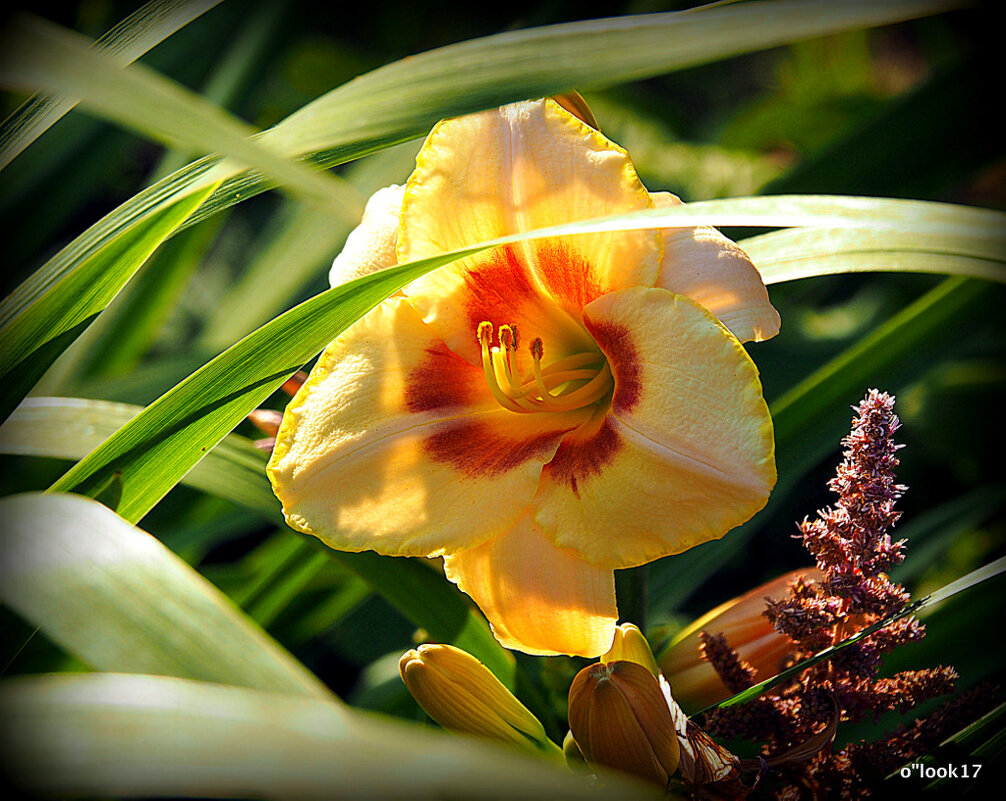 они на радость нам даны - Олег Лукьянов