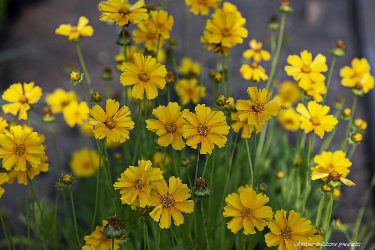 Кореопсис - Светлана Ищенко