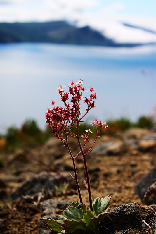 Цветок на склоне сопки - Александр Чашин
