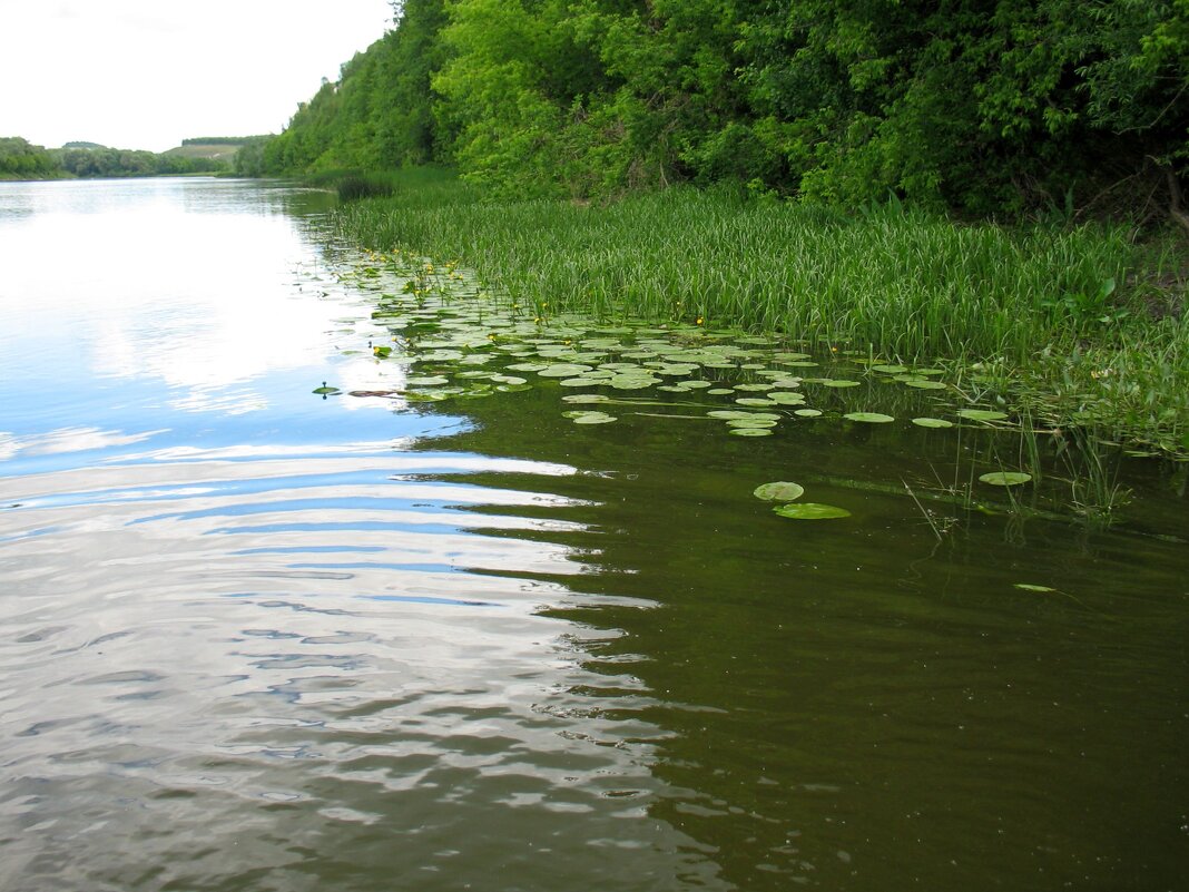 Дон - Андрей Л. В.