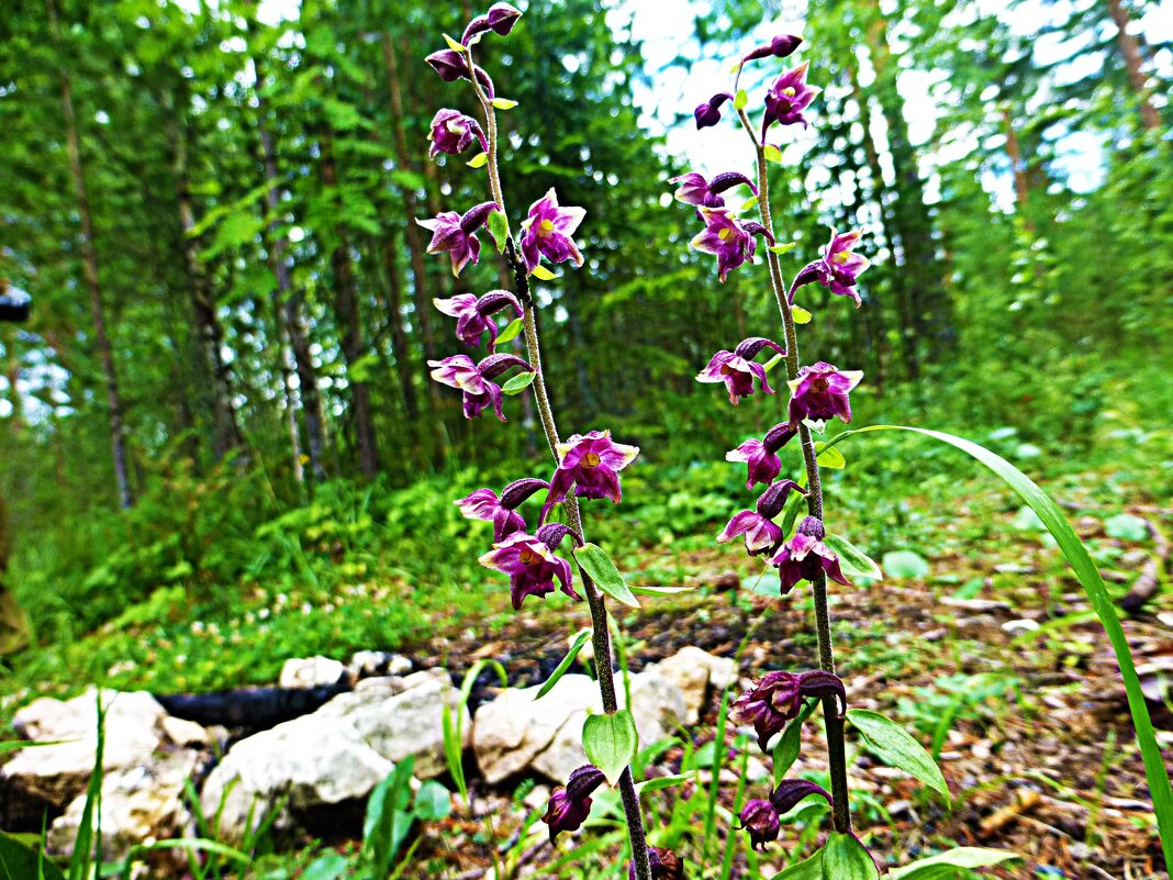 Северный Урал....Это- недотрога! - Владимир 