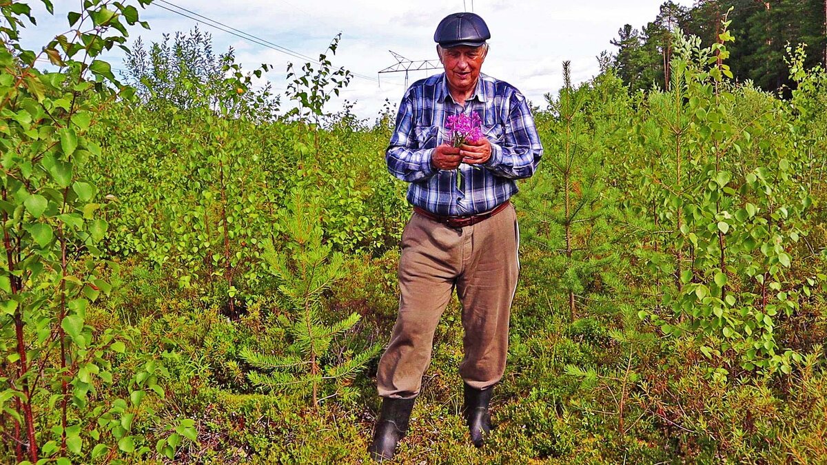 Июль...Я в тайге  с букетиком кипрея- целебного растения! - Владимир 