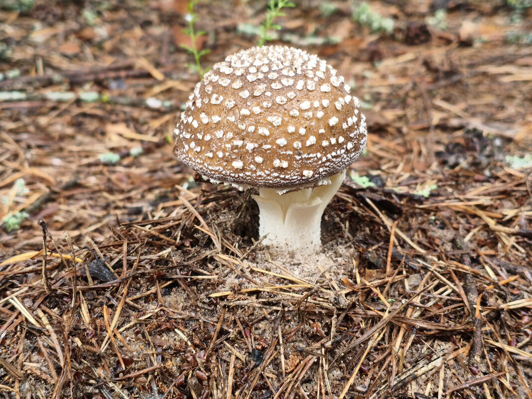 Мухомор пантерный (Amanita pantherina) - Денис Бочкарёв