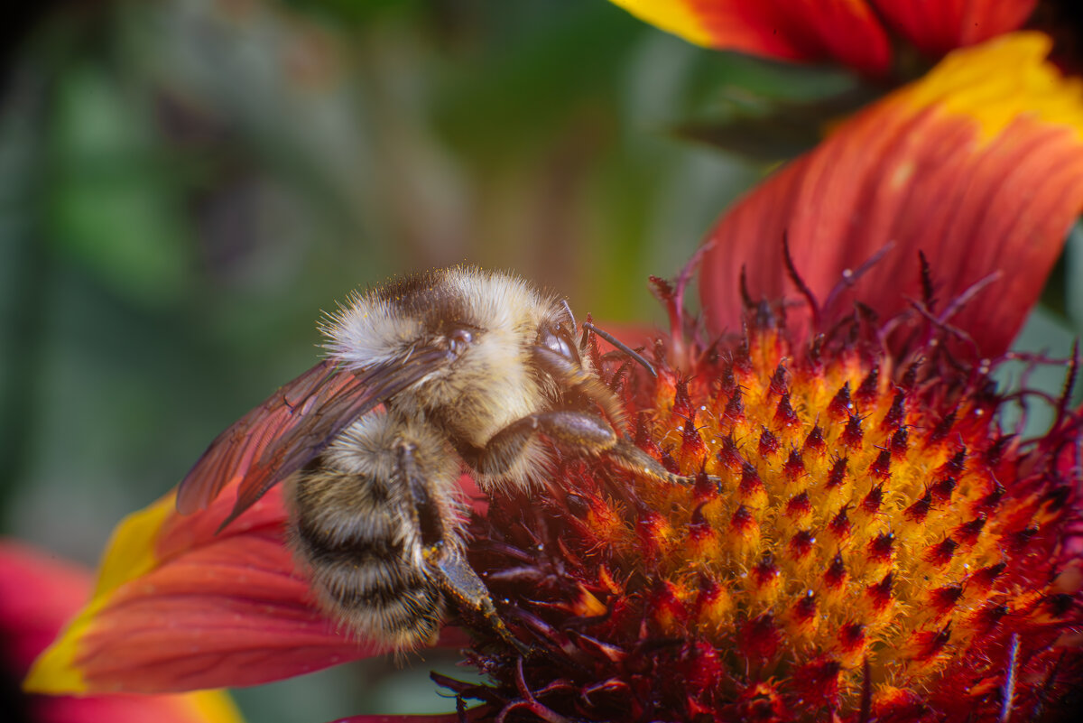 Шмели ловят тёплые деньки... - Михаил Соколов