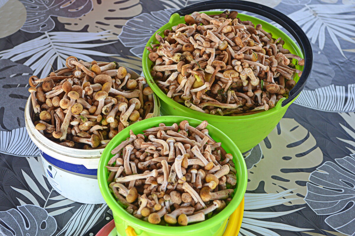 Трофеи тихой охоты - Татьяна Лютаева