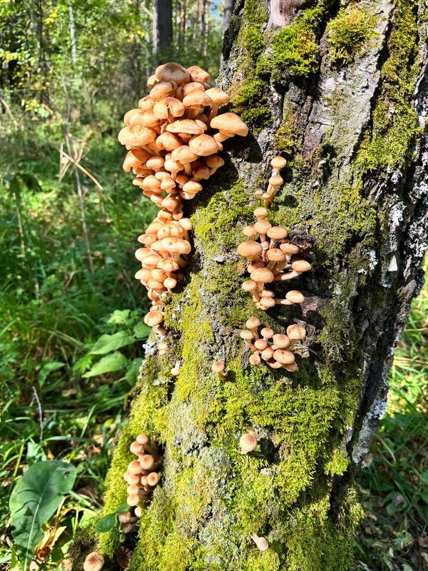 Щедрый август - Татьяна Лютаева