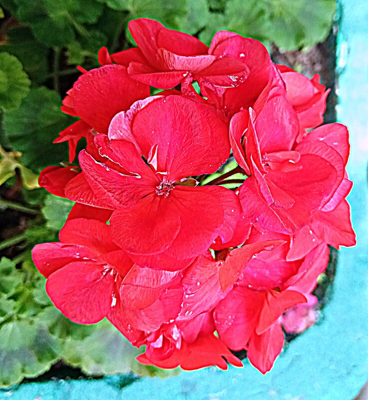 Цветы - Владимир Драгунский