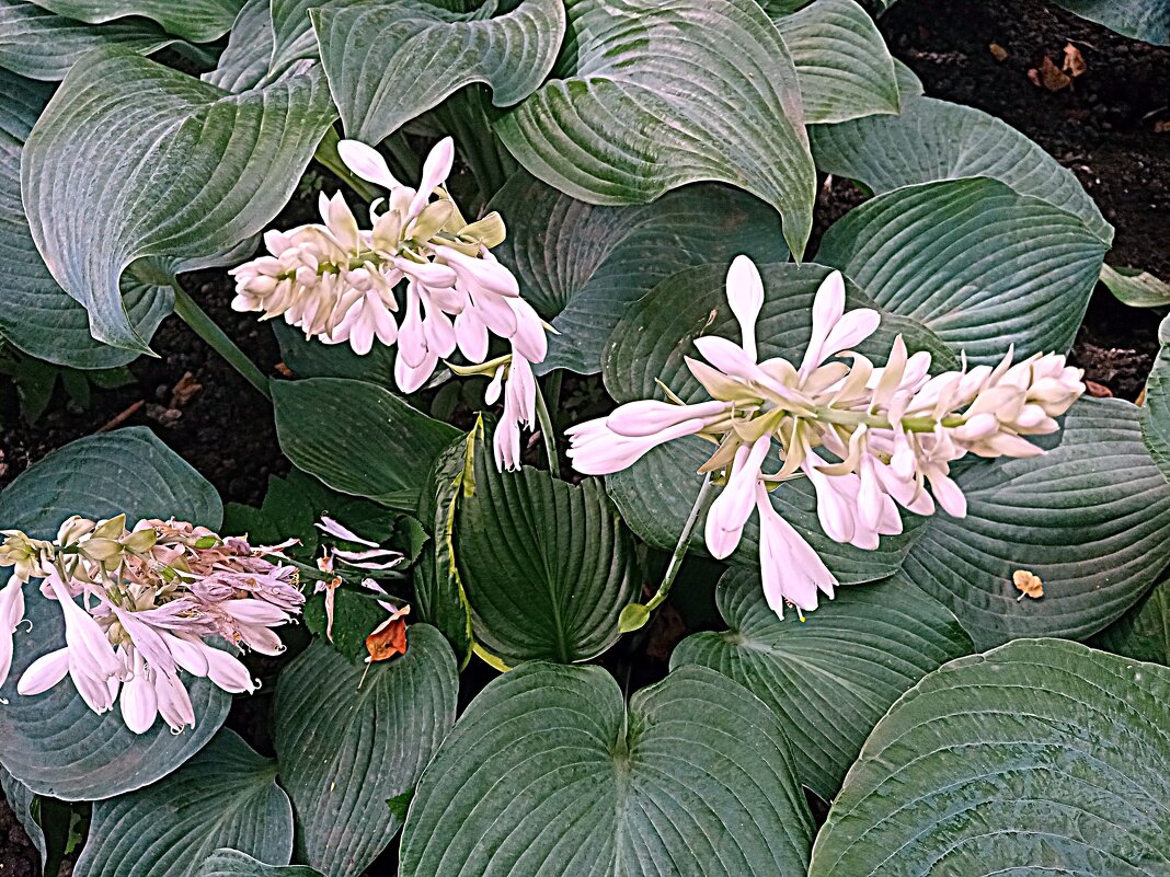 Цветы. - Владимир Драгунский