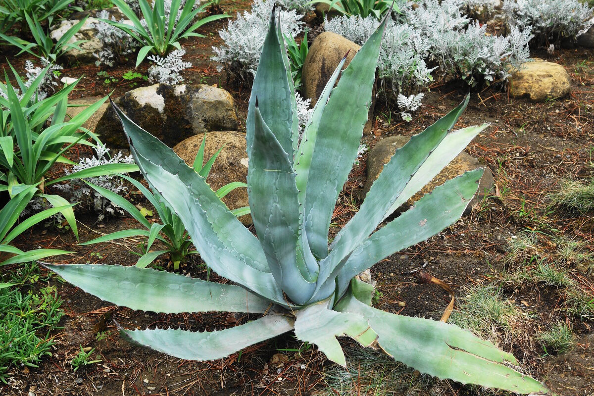 Агава - Рита Симонова