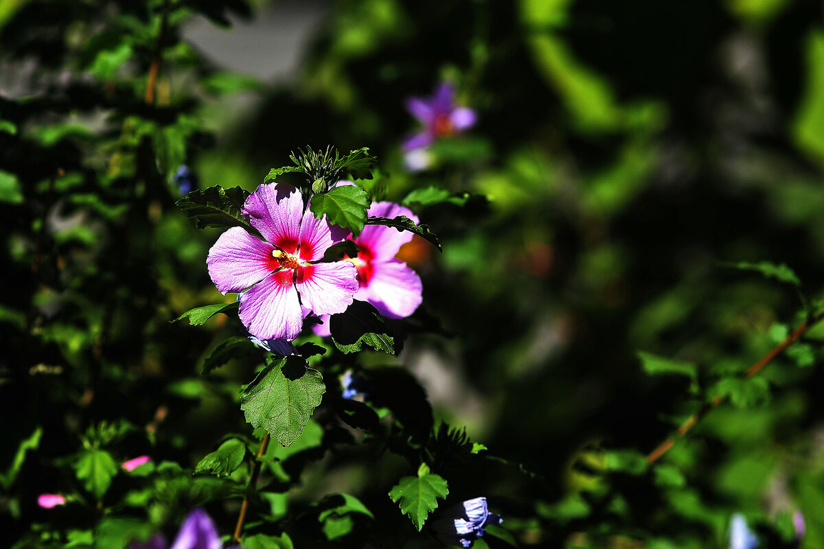 Гибискус - Юрий Гайворонскiий Гибискус - Юрий Гайворонскiий