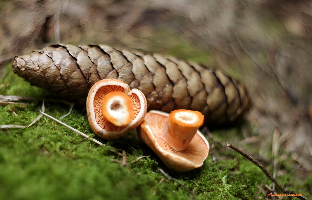 Лесные зарисовки - Андрей Заломленков