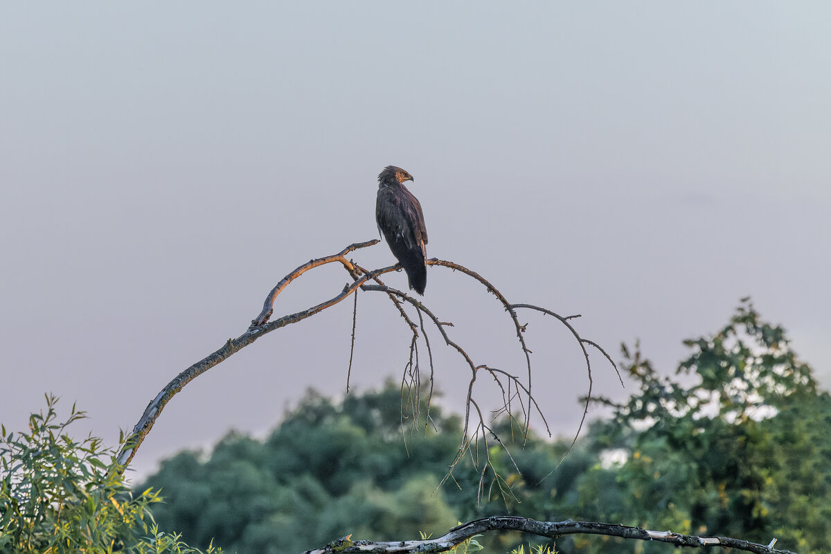 - - юрий макаров