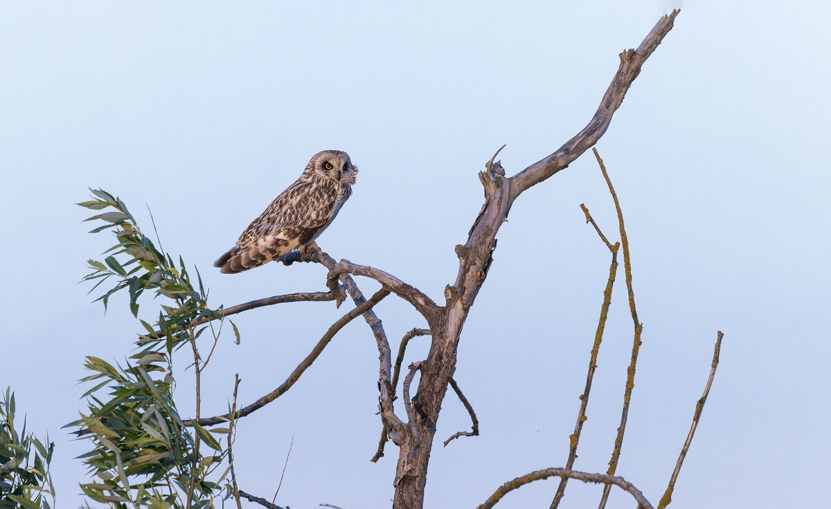 сова болотная. - юрий макаров