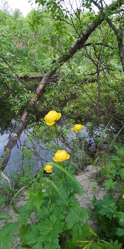 У реки - Ольга 