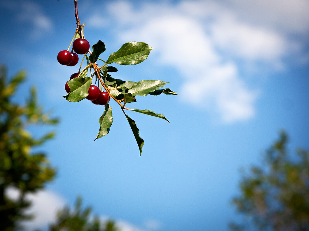 Союз - Дмитрий 