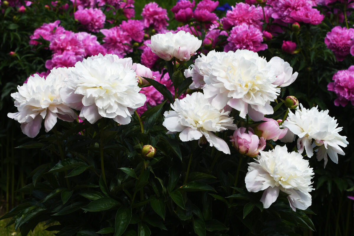 Лето в Ботаническом... Июнь. - Наташа ***** Лето в Ботаническом... Июнь. - Наташа *****