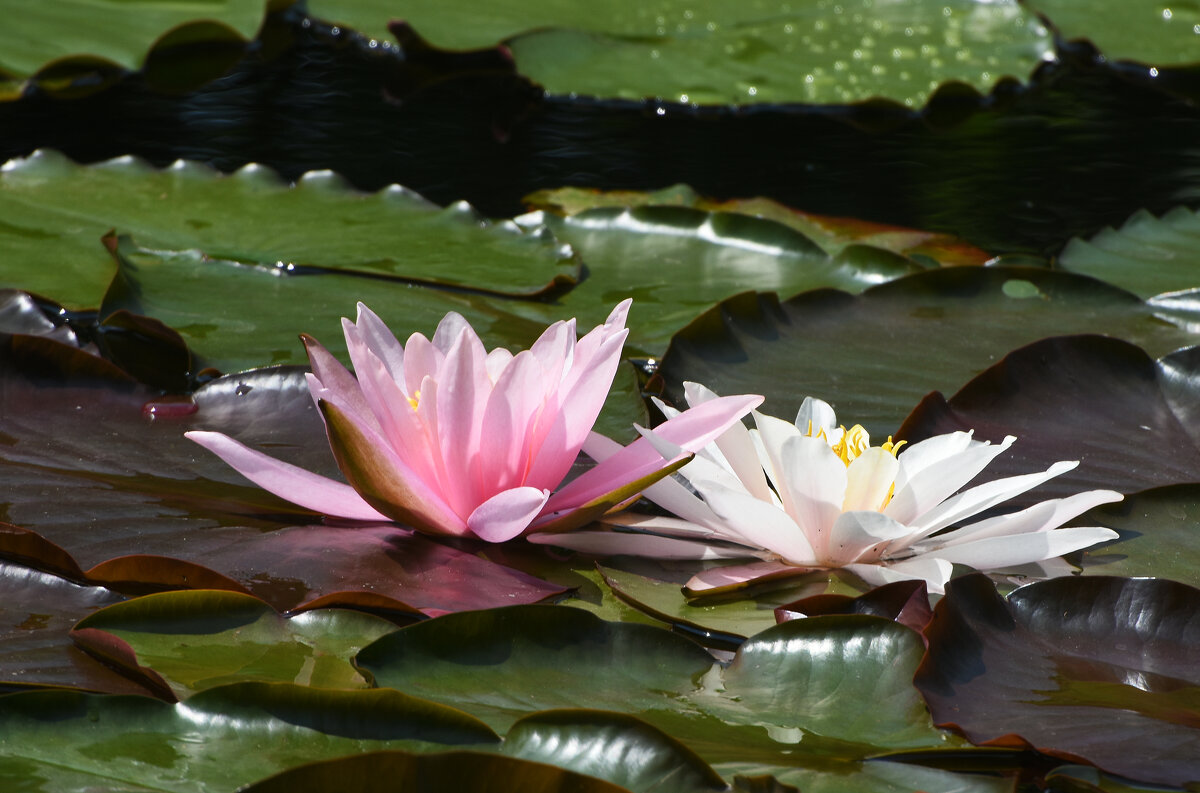 Лето в Ботаническом... Июнь. - Наташа *****