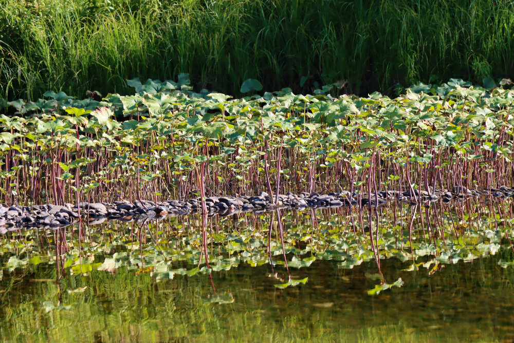 Отражения... - Галина Ильясова Отражения... - Галина Ильясова