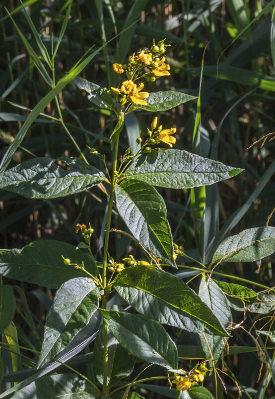 Прибрежные цветы - Сергей Цветков