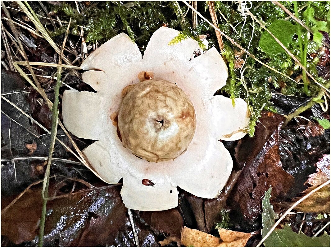 Звездовик бахромчатый. - Валерия Комова Звездовик бахромчатый. - Валерия Комова